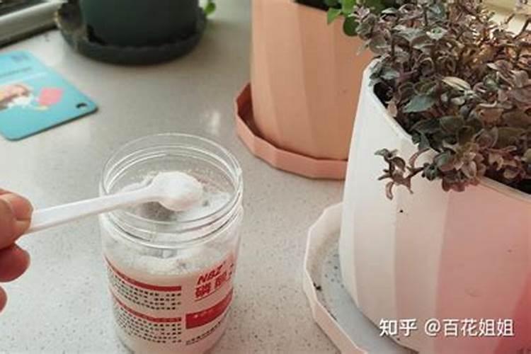 家里种好树,后代一直富!5种吉祥树,种一棵好处多,别错过