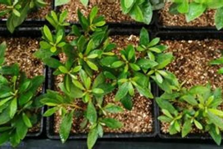 多肉的土可以种绿萝吗