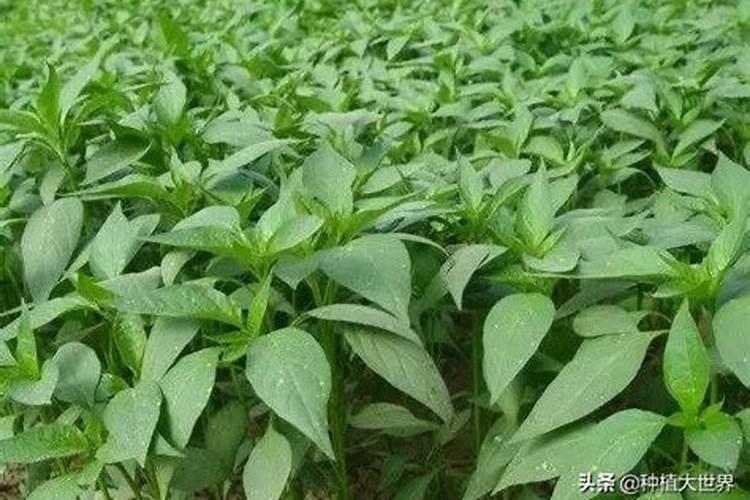 向日葵浇水怎么浇