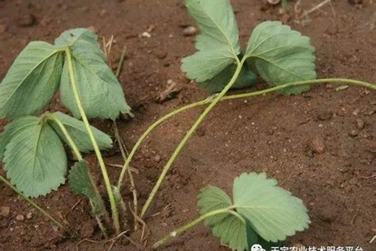 农业用的海藻鱼蛋白的市场价格是多少