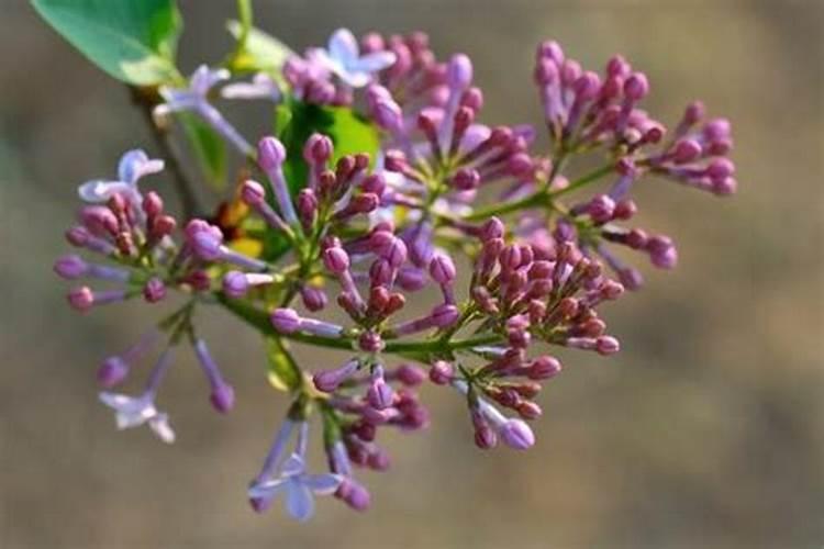 刚买的丁香花怎么养护 新买丁香花的养殖方法