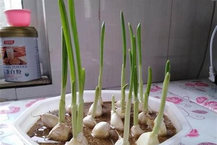 大蒜膨大期用什么肥料