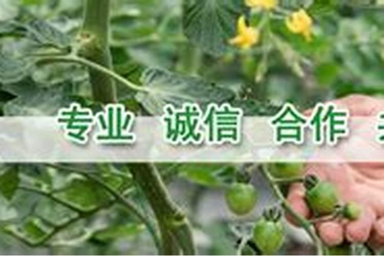 用什么肥可以丰根？