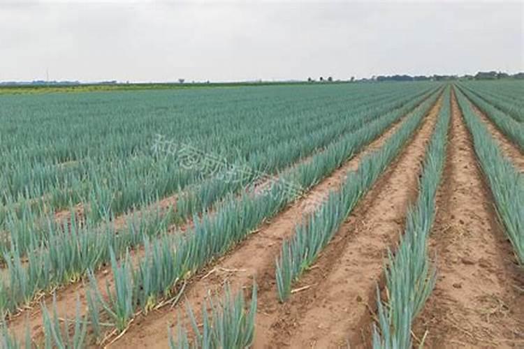 大葱先打药还是先打叶面肥