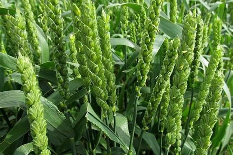 氯化钾肥一般多少钱一斤？