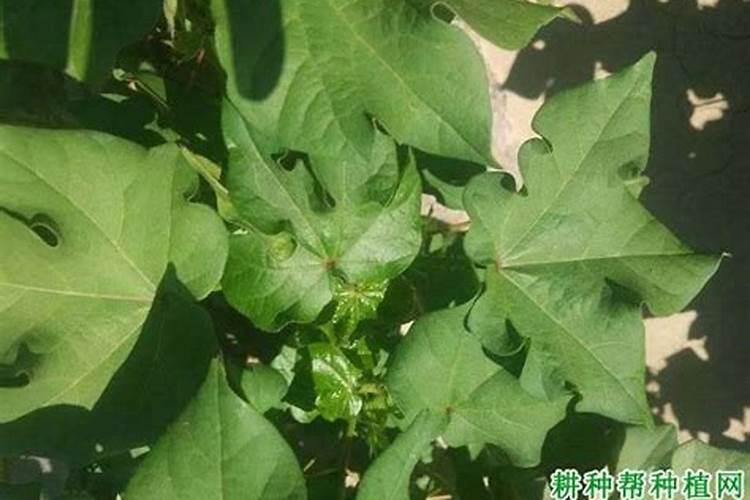 一亩地用多少硼肥 如何正确施硼肥