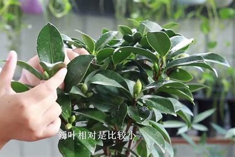 茶花最忌三种肥料