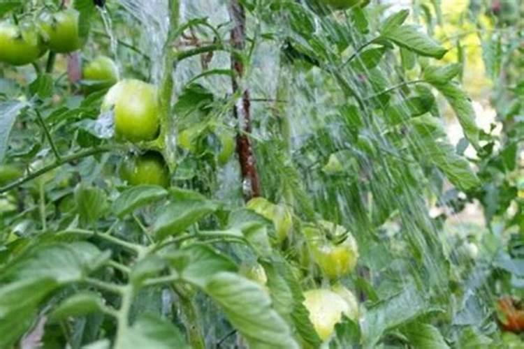 种土豆每亩用多少肥料最好