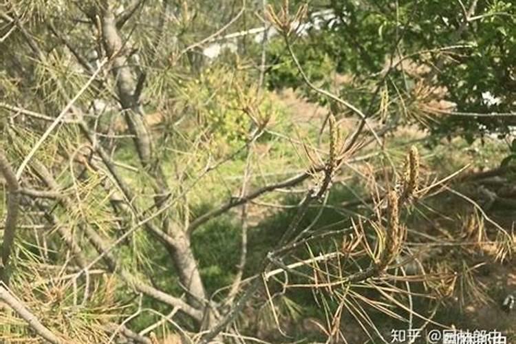 松针烧成灰能不能当花肥