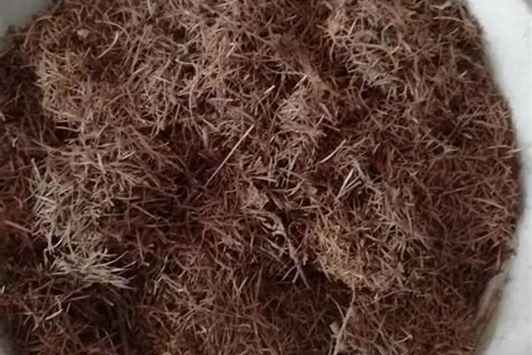 松针土适合种什么菜