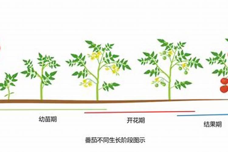 西红柿多少天施一次肥合适？