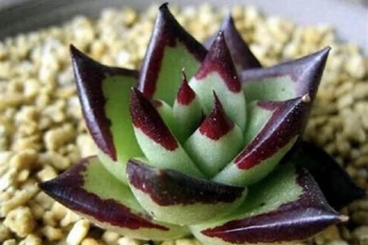 多肉乌木的养殖方法和注意事项