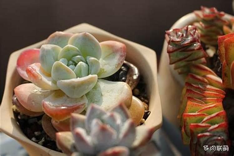 多肉施肥用什么肥料,如何给多肉施肥