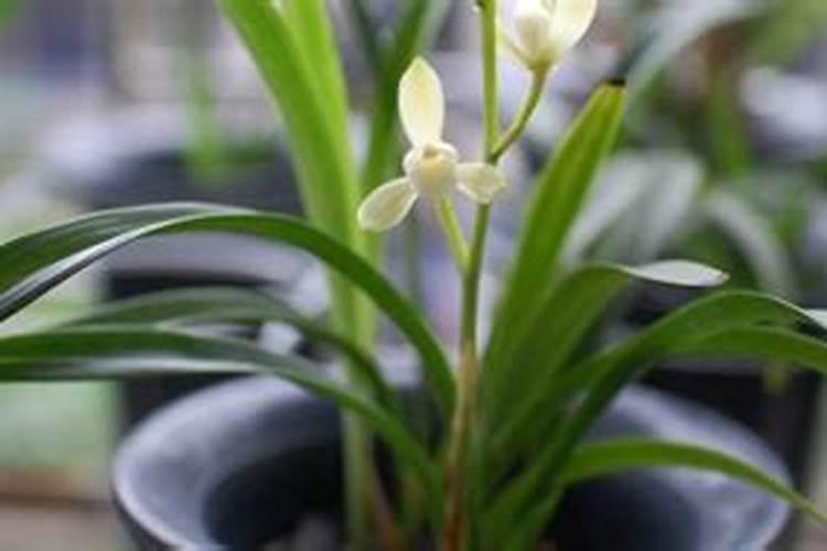 白花前胡怎么养