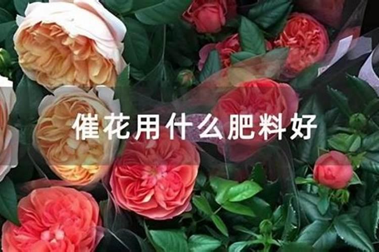 种地用猪粪与鸡粪哪个更好