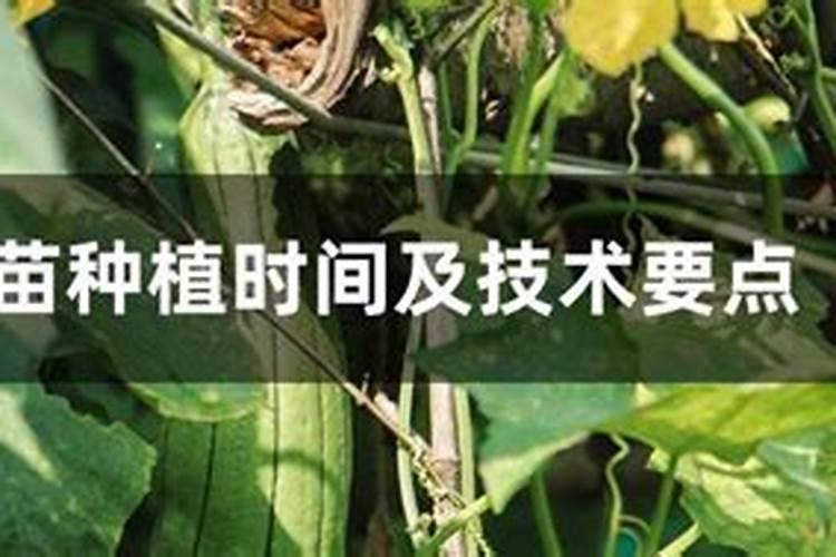 丝瓜怎么施肥