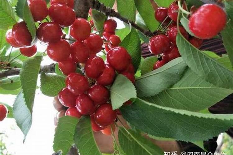 樱桃结果期冲施什么肥料好？樱桃膨果期用哪种水溶肥效果好？