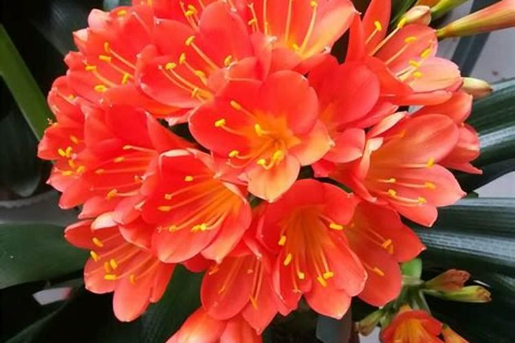 果树在果实膨大期施入钾肥过量有危害吗？