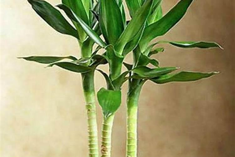 水养富贵竹应该如何施肥