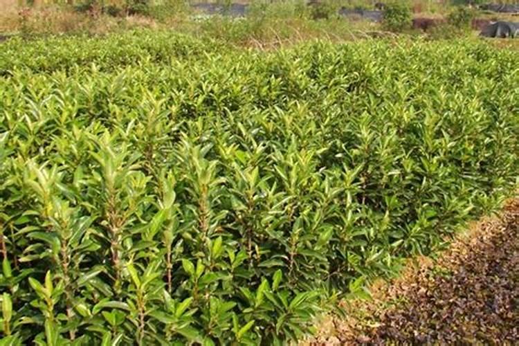 水稻扬花期适合打农药吗？