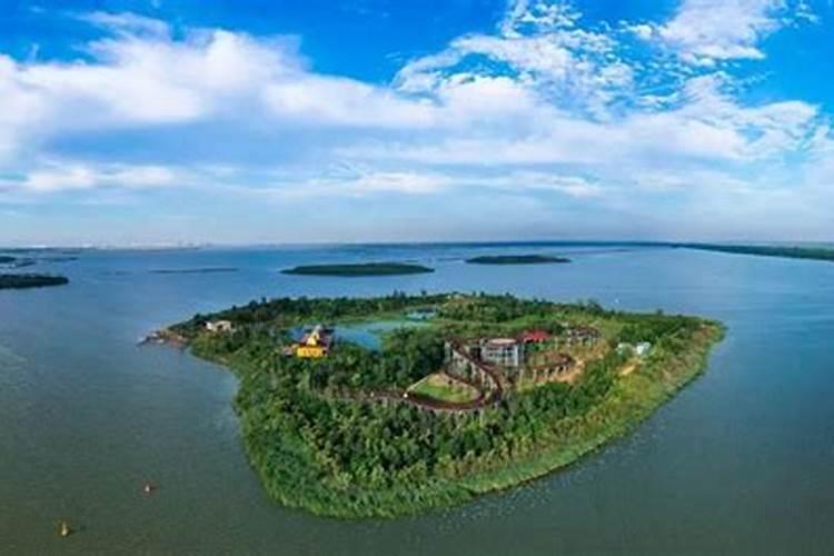 葡萄树叶子发黄干枯