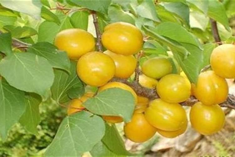 种红薯最忌三种肥料