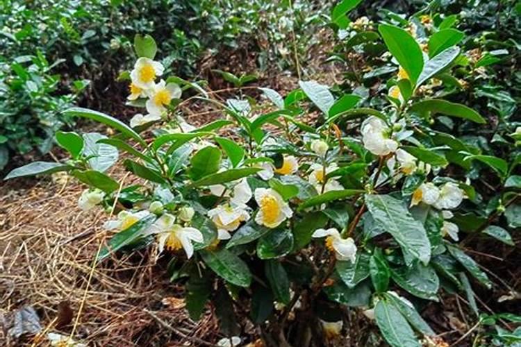 人工种植白茶的方法