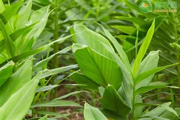 十一月沙姜还下肥料吗