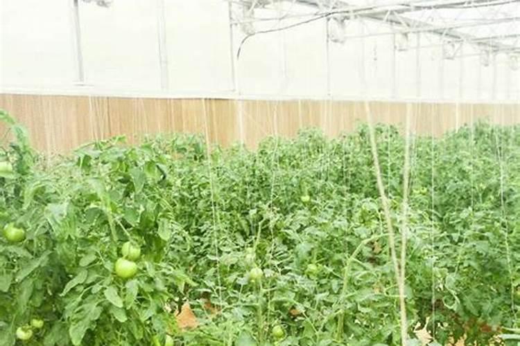 水溶肥厂家选择？王总认准功效肥