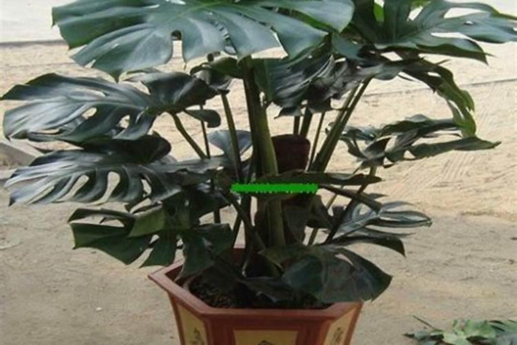 什么能使红薯膨大起来