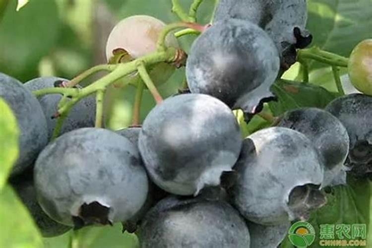 蓝莓专用肥料十大品牌