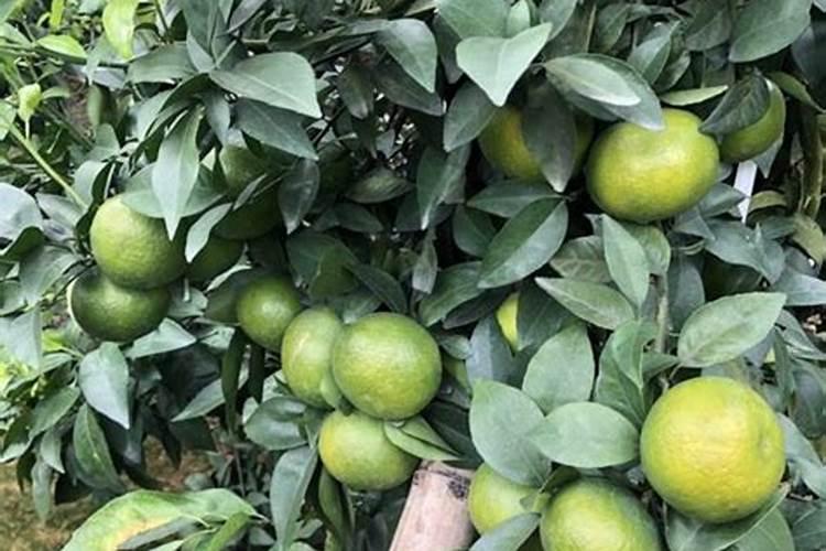 云南纵横肥料主要生产哪些肥料