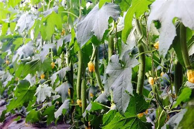 蒜苗生长期能用冲施肥啊怎么用啊