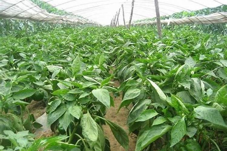 农村露天种植辣椒,怎么追肥才能产量高？