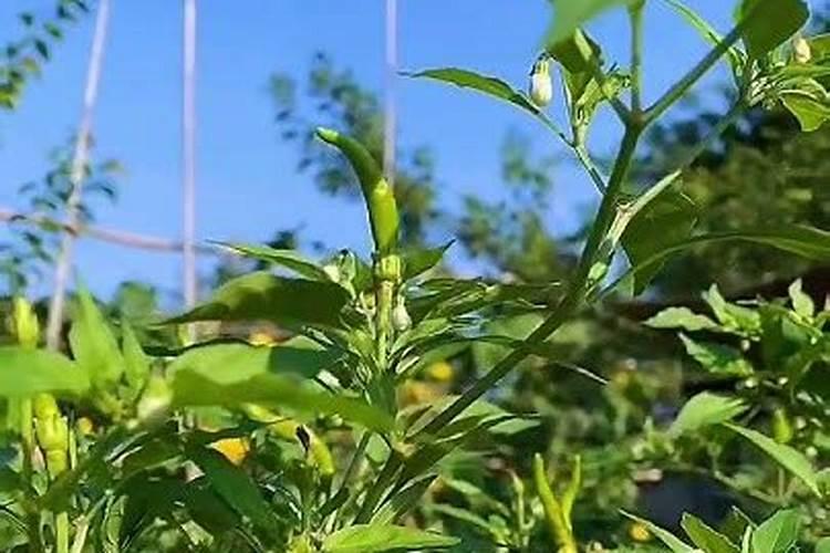 农村露天种植辣椒,怎么追肥才能产量高？