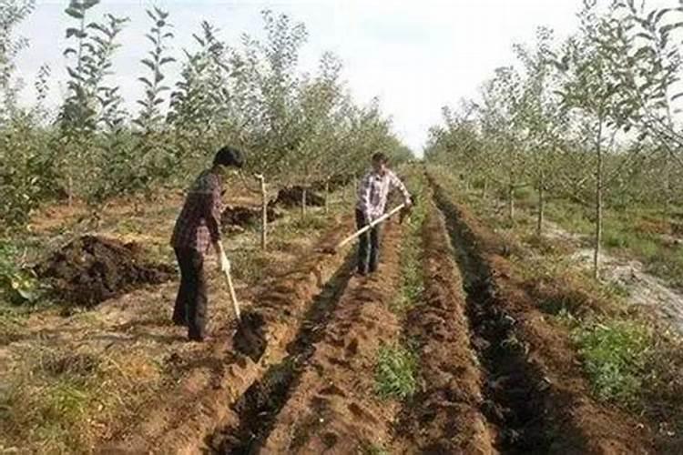 果树秋季施肥在什么时间