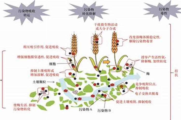 锌肥不能和什么混用
