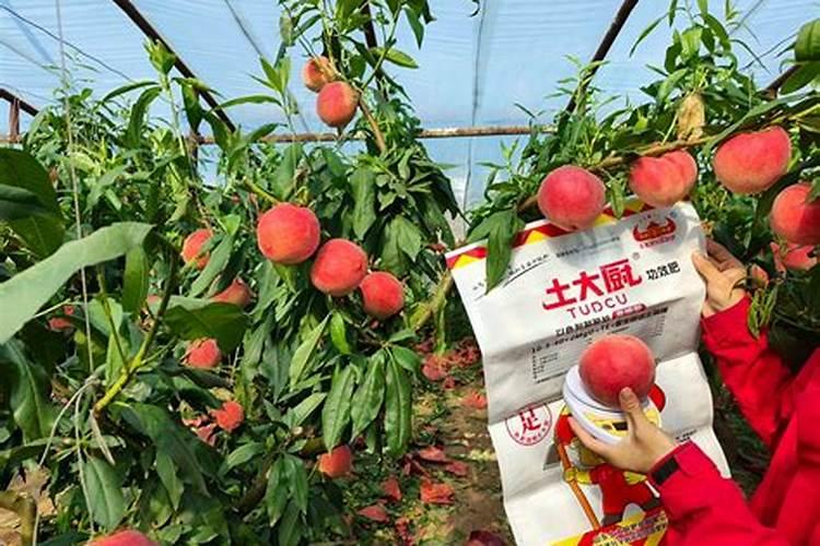 大棚桃树幼果期桃多大可以浇水