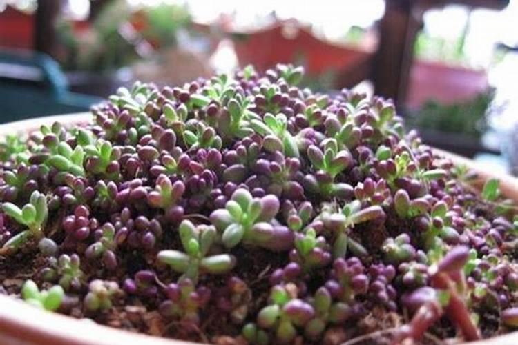 国内比较好水溶肥厂家有哪些