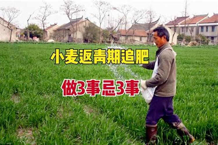 小麦施什么肥料最好