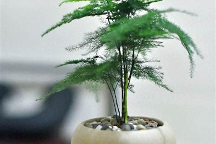 如何自制文竹肥料