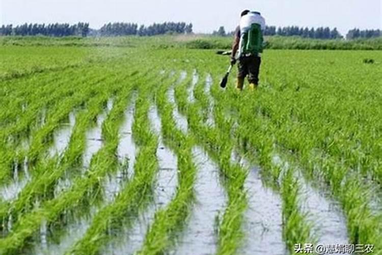 磷肥怎么高效施用,磷肥高效施用技巧