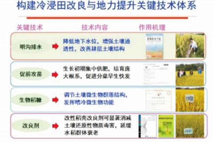 冷浸田简介