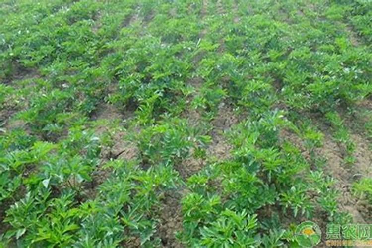 甘草用什么肥料有助长根？甘草用什么叶面肥比较好？甘草喷施昆仑风百 ...