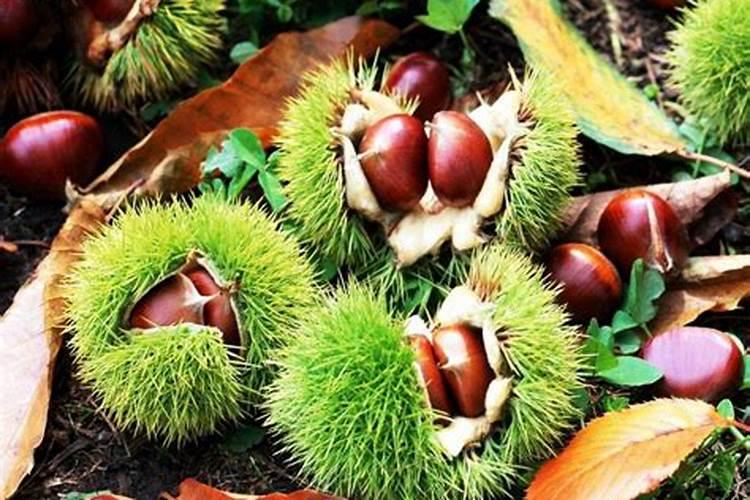 文竹叶子不绿怎么办？可以这样做,不用多久就能恢复!