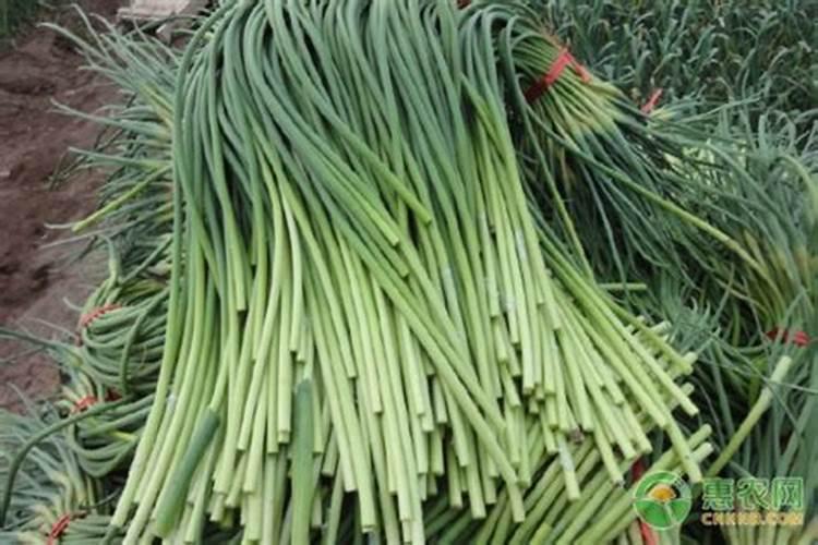 怎样才能让蒜头长的大(用什么药可使蒜头膨大)