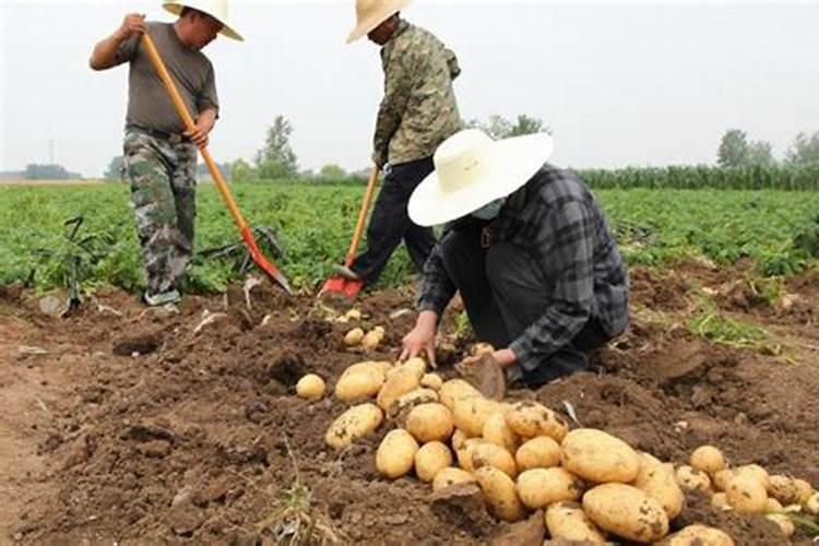 种红薯用什么肥料最好高产