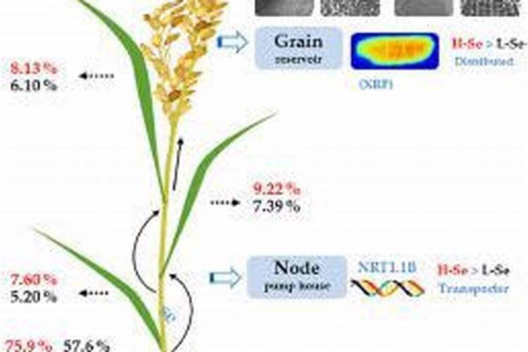 火龙果长花苞时营养不足,枝条发黄、干瘦,怎么办？