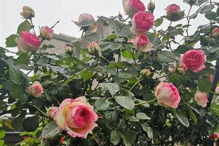 月季花冬季如何施肥效果最好,可以用水溶肥吗？