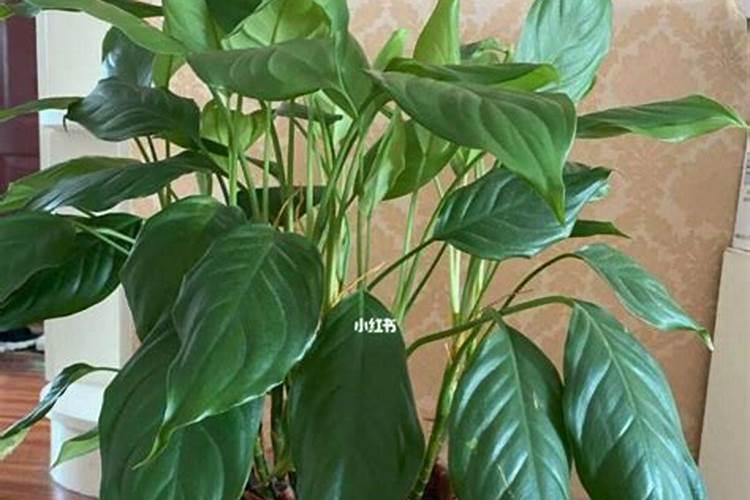 新款电动施肥播种机的续航能力怎么样